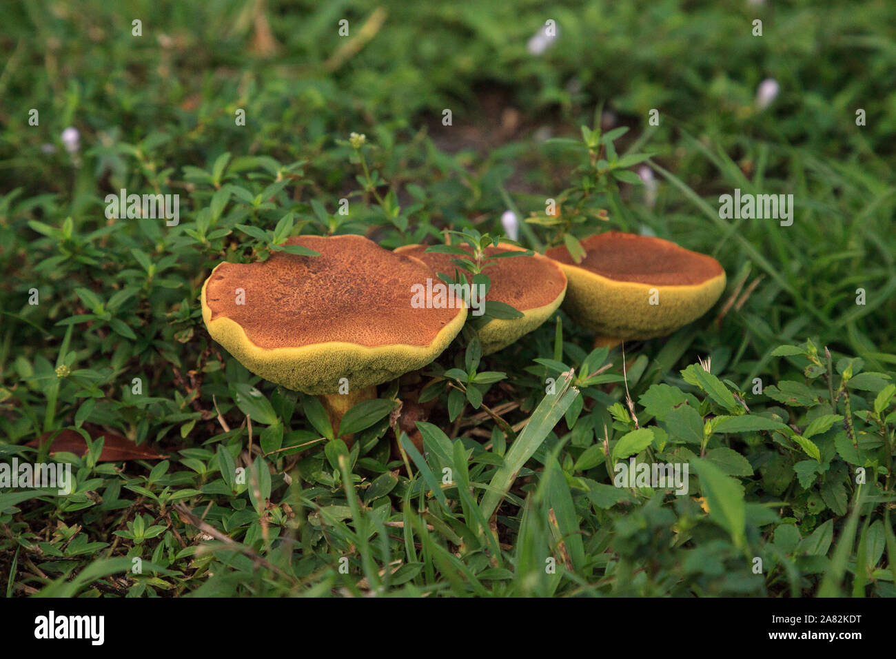 illudens mushrooms, a bolete fungus, grown in thick green