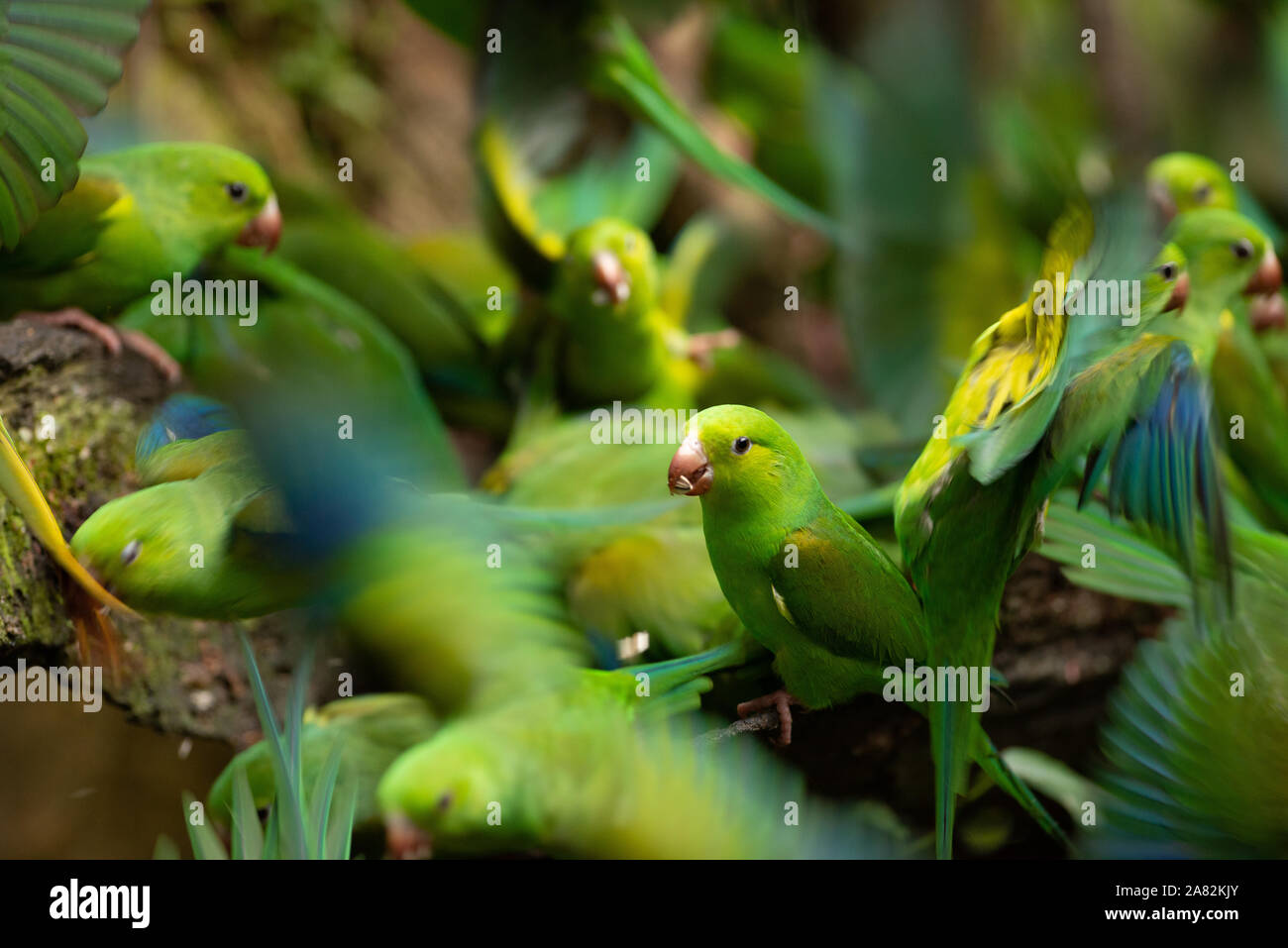 A big group of Plain Parakeets from the Atlantic Rainforest Stock Photo