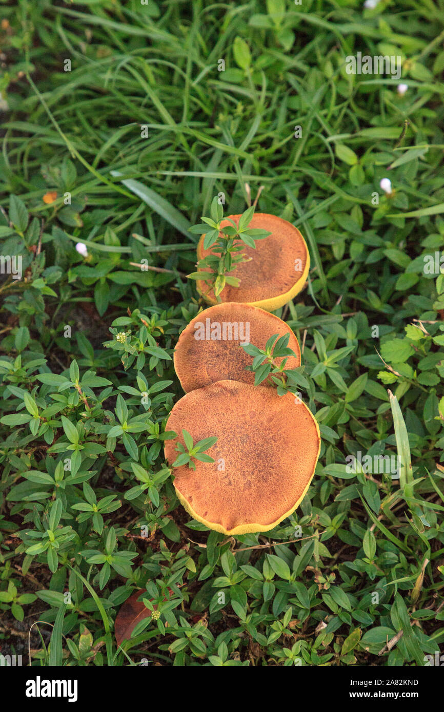 illudens mushrooms, a bolete fungus, grown in thick green