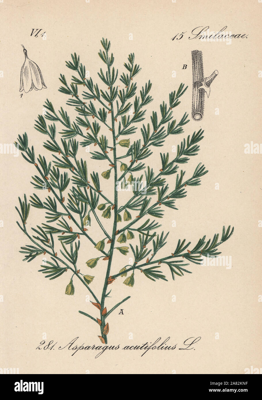 Wild asparagus, Asparagus acutifolius. Handcoloured lithograph from Diederich von Schlechtendal's German Flora (Flora von Deutschland), Jena, 1871. Stock Photo