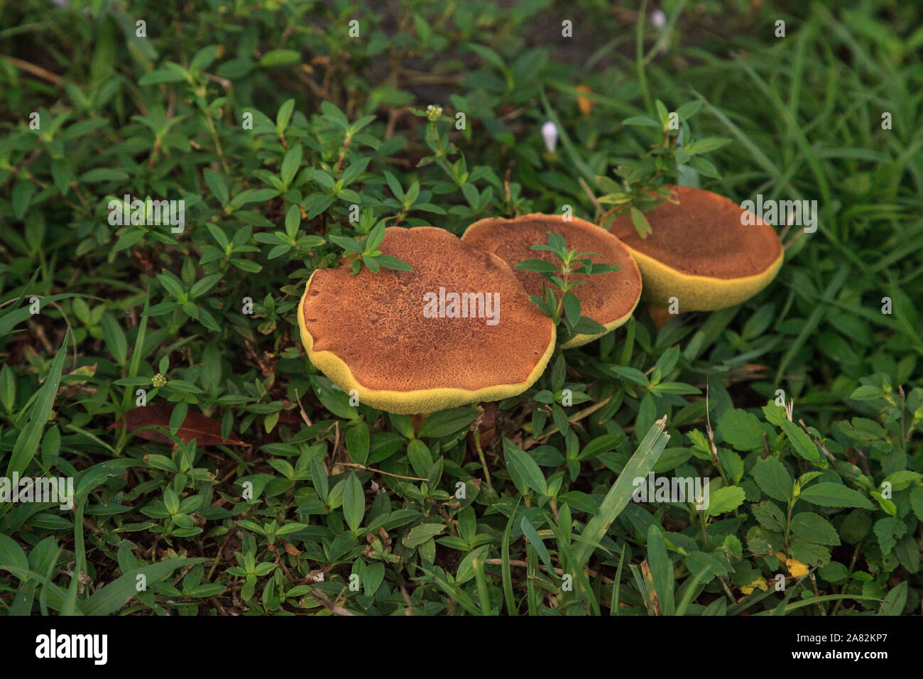 illudens mushrooms, a bolete fungus, grown in thick green