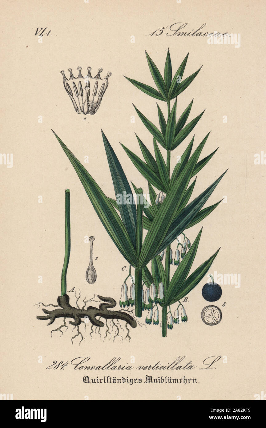 Whorled Solomon's-seal, Polygonatum verticillatum (Convallaria verticillata). Handcoloured lithograph from Diederich von Schlechtendal's German Flora (Flora von Deutschland), Jena, 1871. Stock Photo