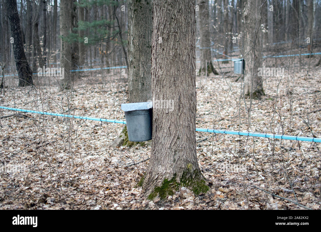 pails on maple trees collect sap, and blue tubes run down hill to also