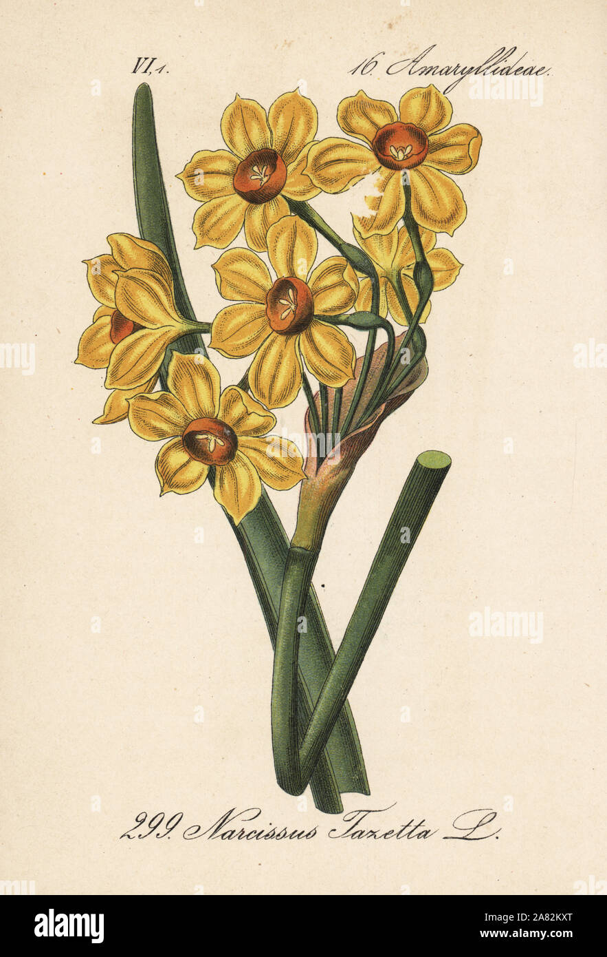 Bunch-flowered daffodil, Narcissus tazetta. Handcoloured lithograph from Diederich von Schlechtendal's German Flora (Flora von Deutschland), Jena, 1871. Stock Photo