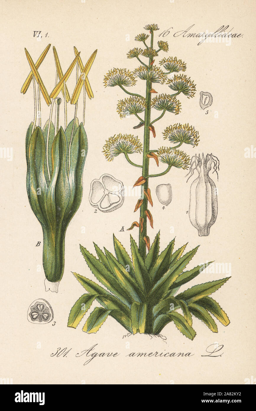 American aloe, Agave americana. Handcoloured lithograph from Diederich von  Schlechtendal's German Flora (Flora von Deutschland), Jena, 1871 Stock  Photo - Alamy