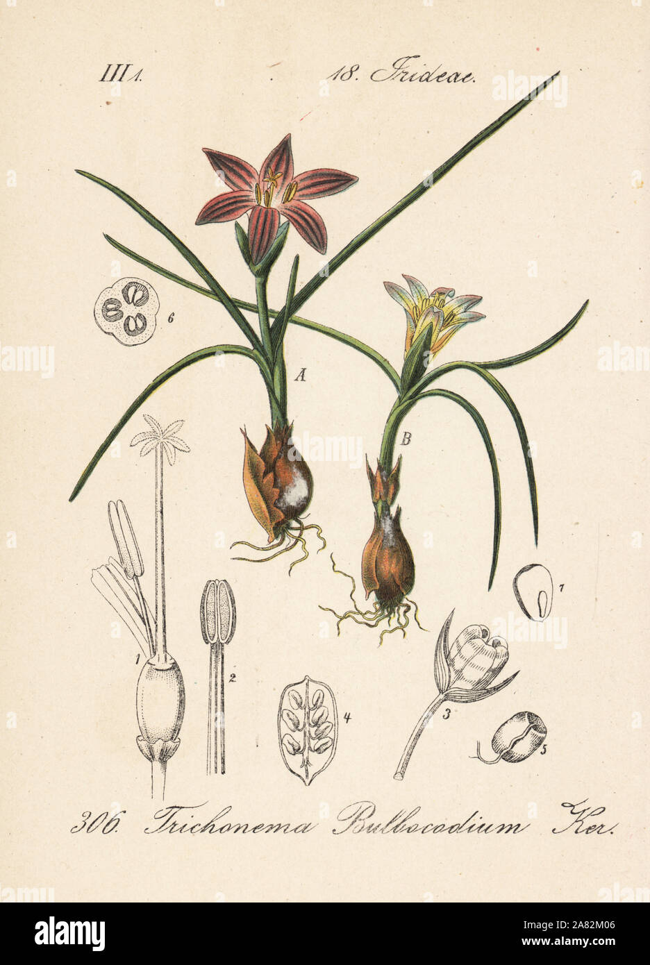 Romulea bulbocodium (Trichonema bulbocodium). Handcoloured lithograph from Diederich von Schlechtendal's German Flora (Flora von Deutschland), Jena, 1871. Stock Photo