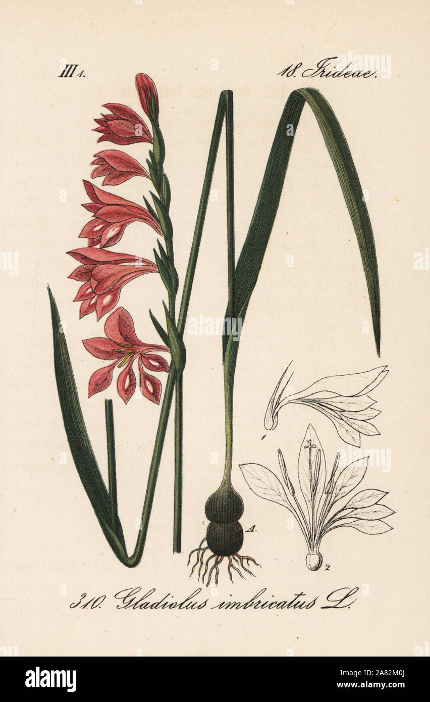 Turkish marsh gladiolus, Gladiolus imbricatus. Handcoloured lithograph from Diederich von Schlechtendal's German Flora (Flora von Deutschland), Jena, 1871. Stock Photo