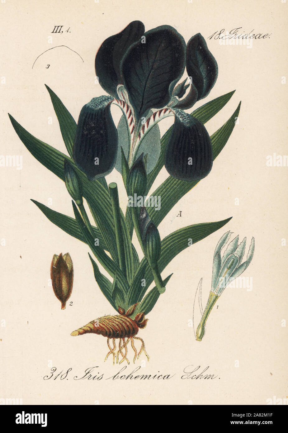 Miniature tall bearded iris, Iris aphylla (Iris bohemica). Handcoloured lithograph from Diederich von Schlechtendal's German Flora (Flora von Deutschland), Jena, 1871. Stock Photo