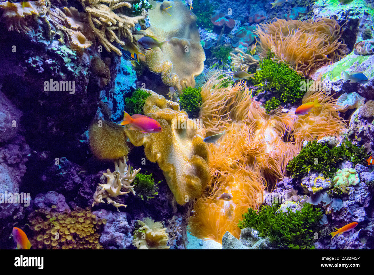 A colorful pink Fish swims in a salt water aquarium full of coral, anemone and live rock Stock Photo