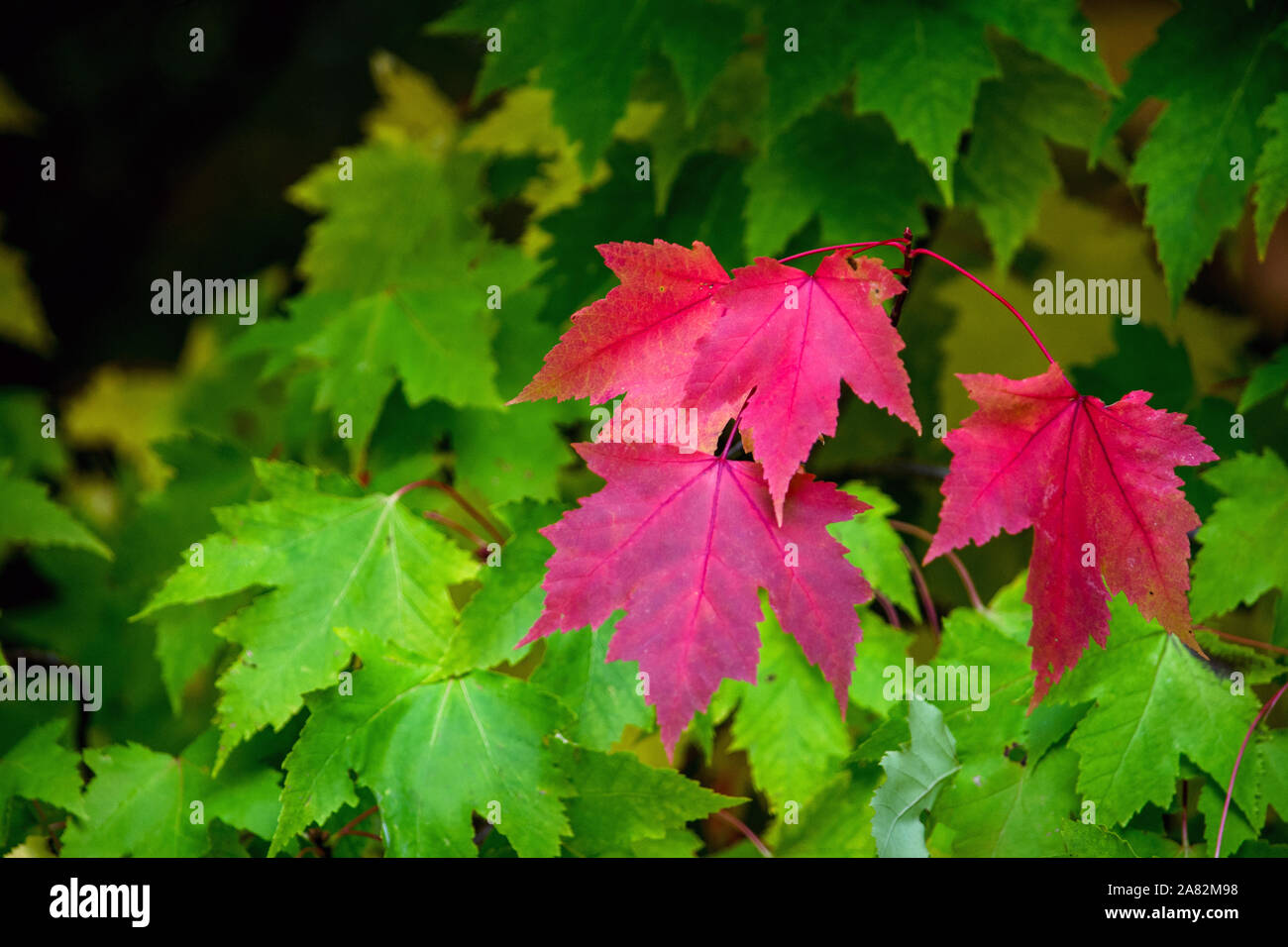 colorful fall leaves on a maple tree. the start of autumn Stock Photo