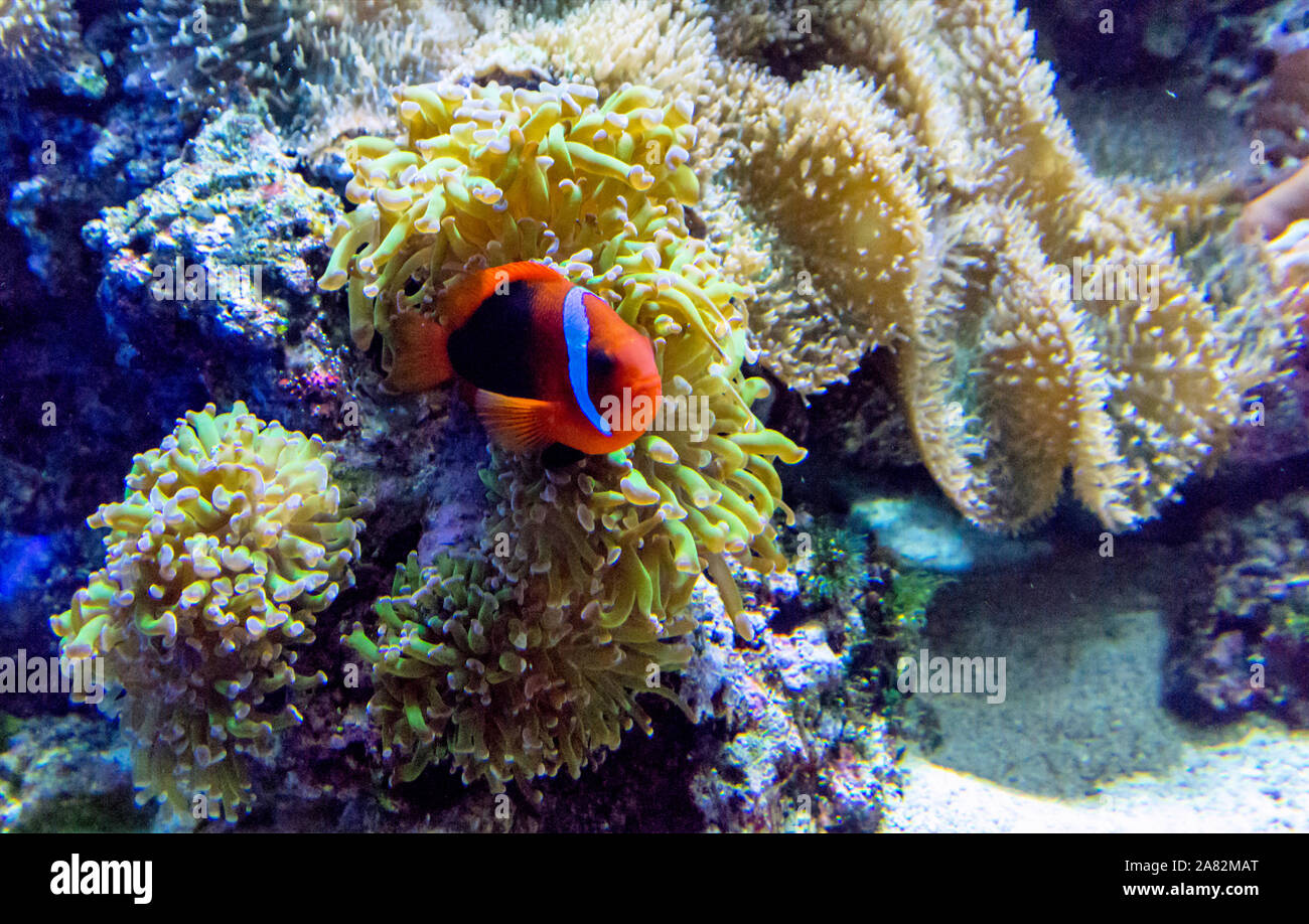A colorful Fish swim in a l salt water aquarium full of coral, anemone and live rock Stock Photo