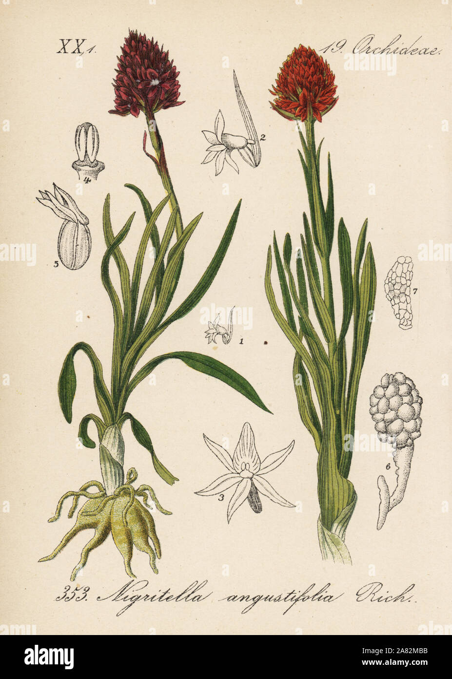 Black vanilla orchid, Gymnadenia nigra (Nigritella angustifolia). Handcoloured lithograph from Diederich von Schlechtendal's German Flora (Flora von Deutschland), Jena, 1871. Stock Photo