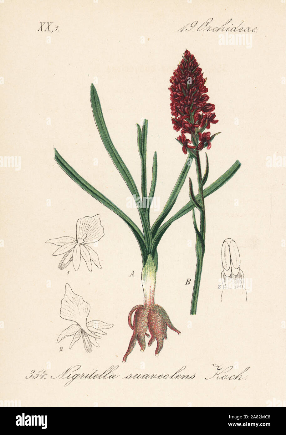 Black vanilla orchid, Gymnadenia nigra (Nigritella suaveolens). Handcoloured lithograph from Diederich von Schlechtendal's German Flora (Flora von Deutschland), Jena, 1871. Stock Photo