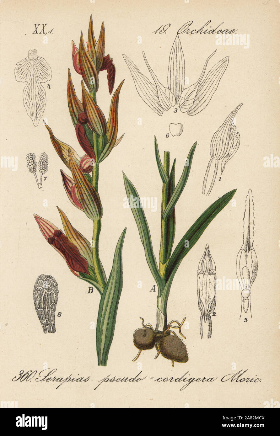 Long-lipped serapias orchid, Serapias vomeracea (Serapias ...