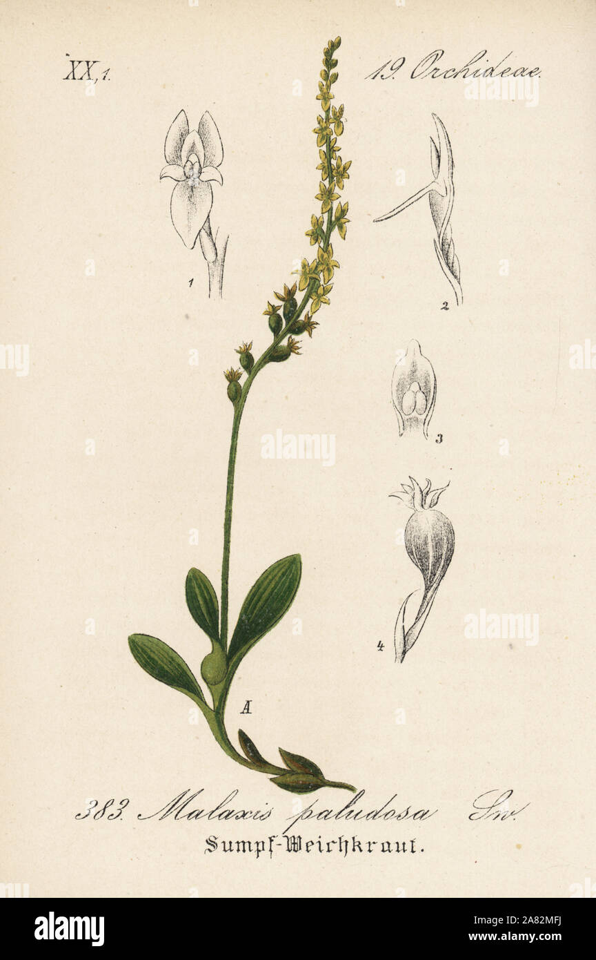 Bog orchid, Hammarbya paludosa (Malaxis paludosa). Handcoloured lithograph from Diederich von Schlechtendal's German Flora (Flora von Deutschland), Jena, 1871. Stock Photo