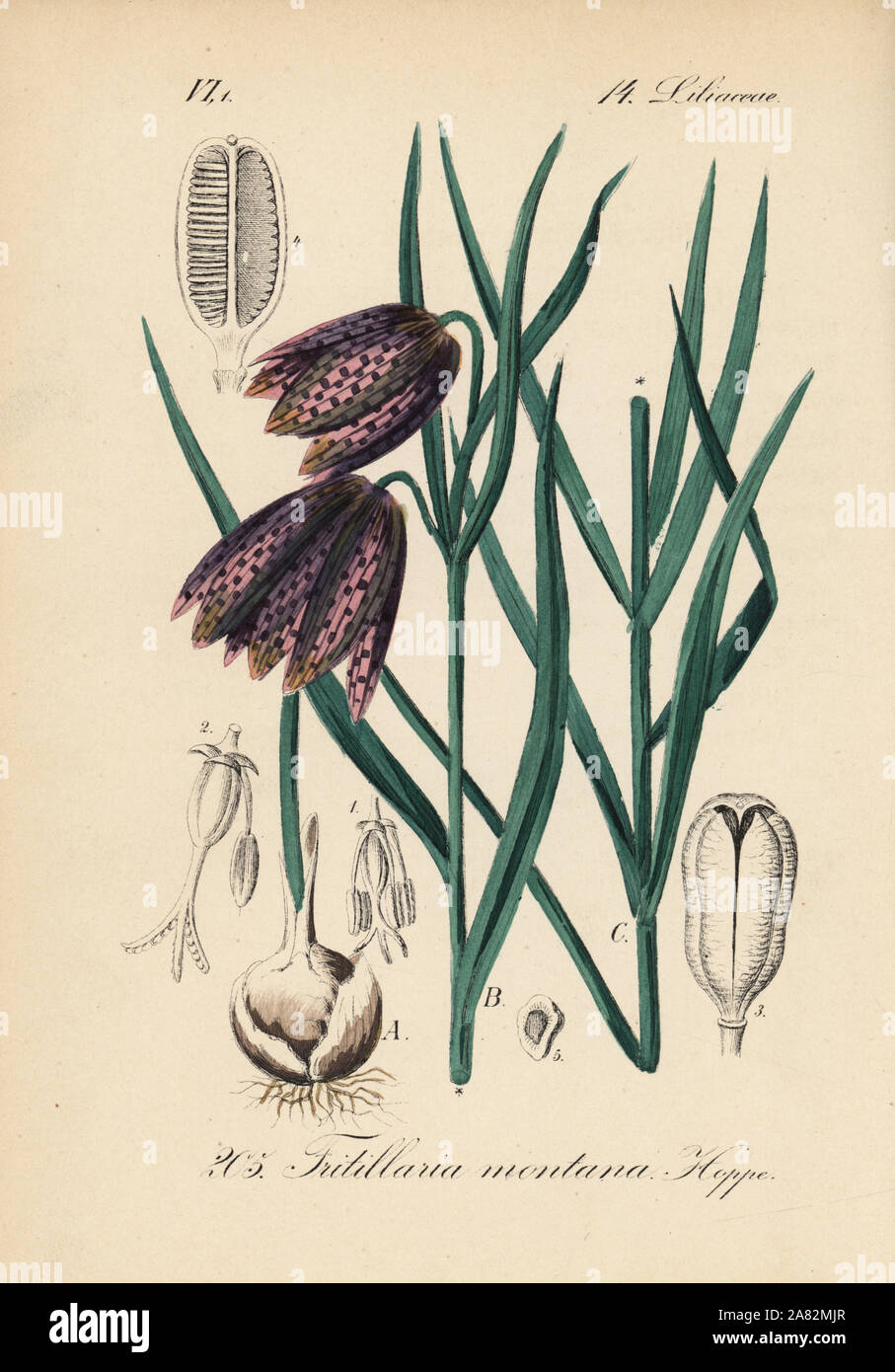 Firespike fritillary, Fritillaria montana. Handcoloured lithograph from Diederich von Schlechtendal's German Flora (Flora von Deutschland), Jena, 1871. Stock Photo