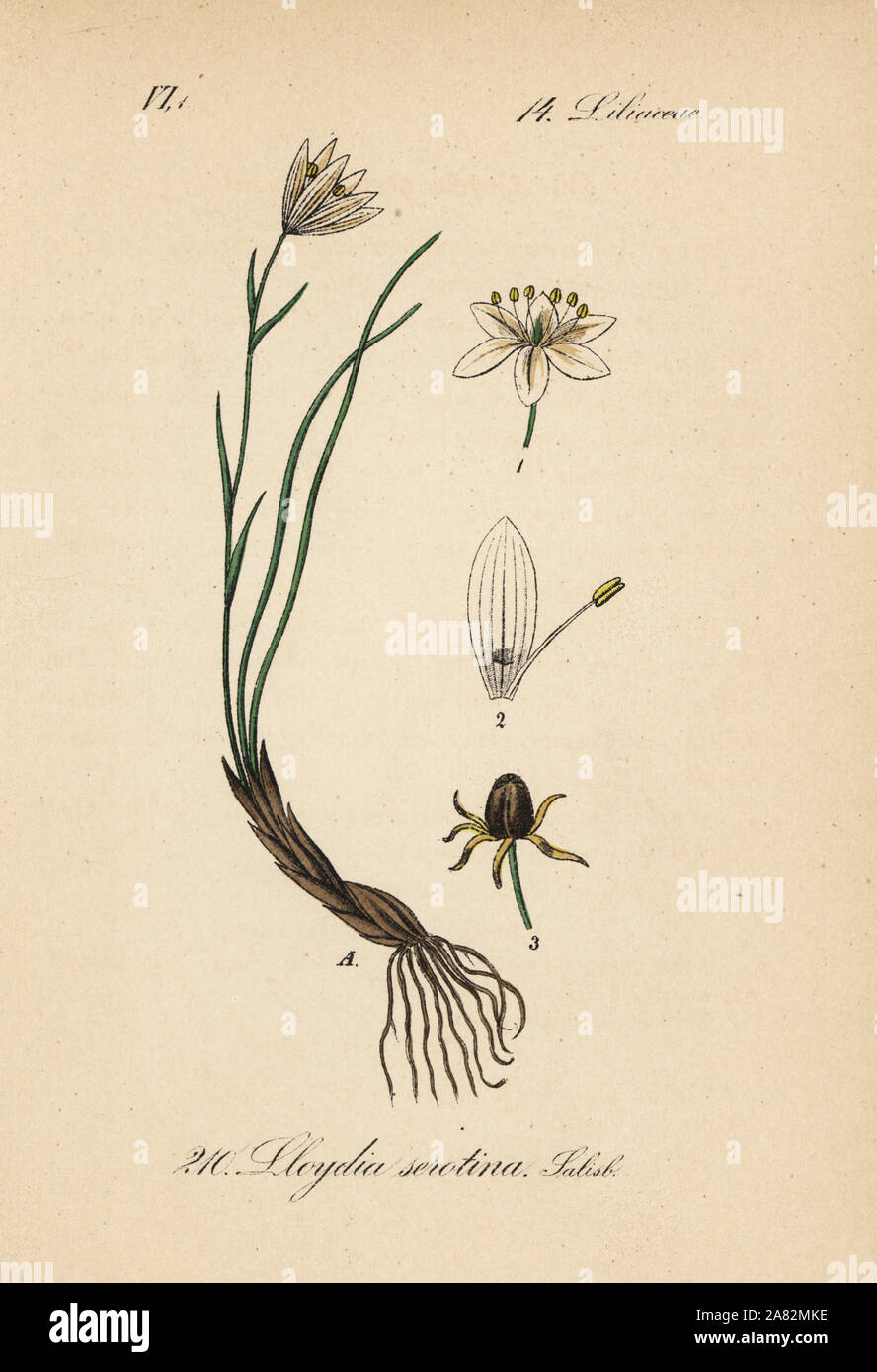Snowdon lily, Gagea serotina (Lloydia serotina). Handcoloured lithograph from Diederich von Schlechtendal's German Flora (Flora von Deutschland), Jena, 1871. Stock Photo