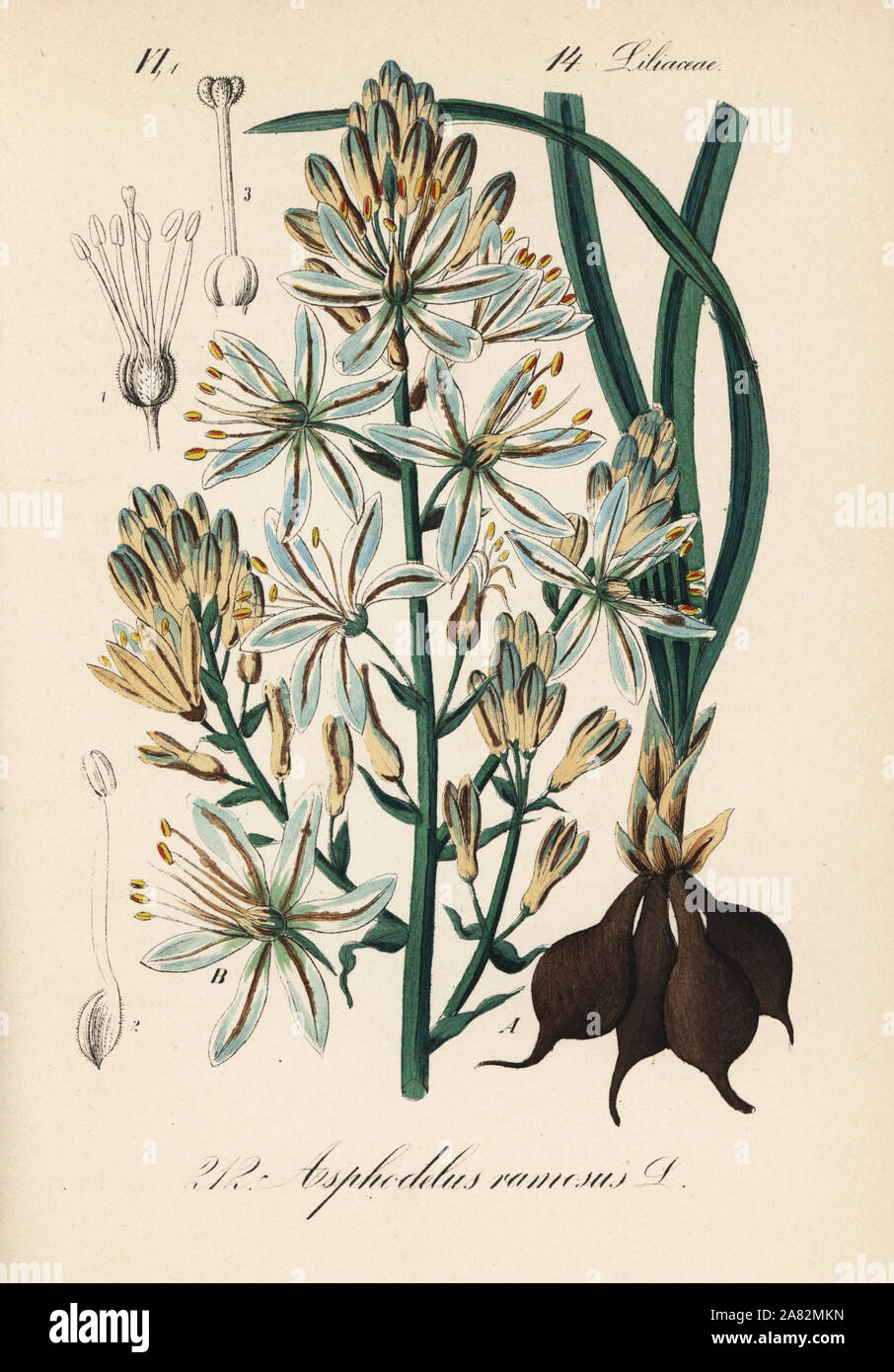 Branched asphodel, Asphodelus ramosus. Handcoloured lithograph from  Diederich von Schlechtendal's German Flora (Flora von Deutschland), Jena,  1871 Stock Photo - Alamy