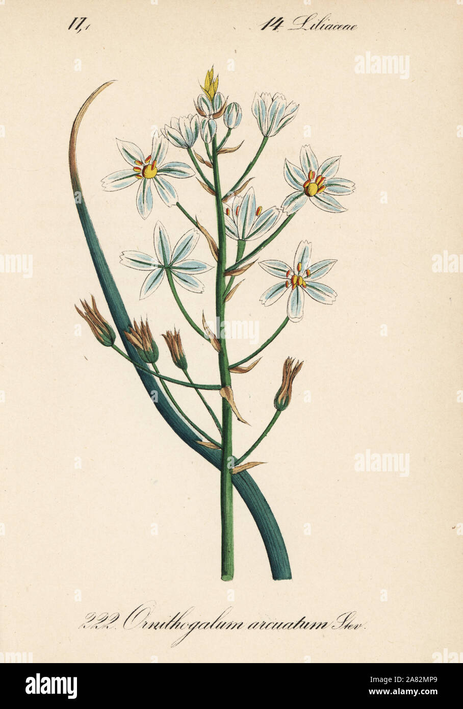 Narbonne Star-of-Bethlehem, Ornithogalum narbonense (Ornithogalum arcuatum). Handcoloured lithograph from Diederich von Schlechtendal's German Flora (Flora von Deutschland), Jena, 1871. Stock Photo