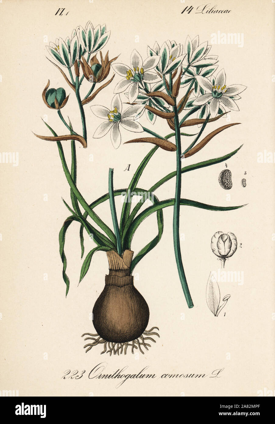 Ornithogalum comosum. Handcoloured lithograph from Diederich von Schlechtendal's German Flora (Flora von Deutschland), Jena, 1871. Stock Photo