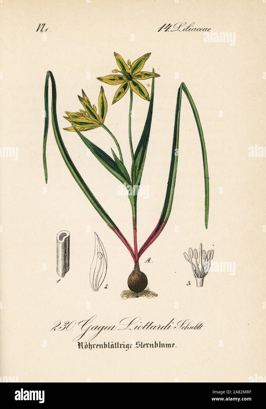 Gagea liottardi. Handcoloured lithograph from Diederich von Schlechtendal's German Flora (Flora von Deutschland), Jena, 1871. Stock Photo