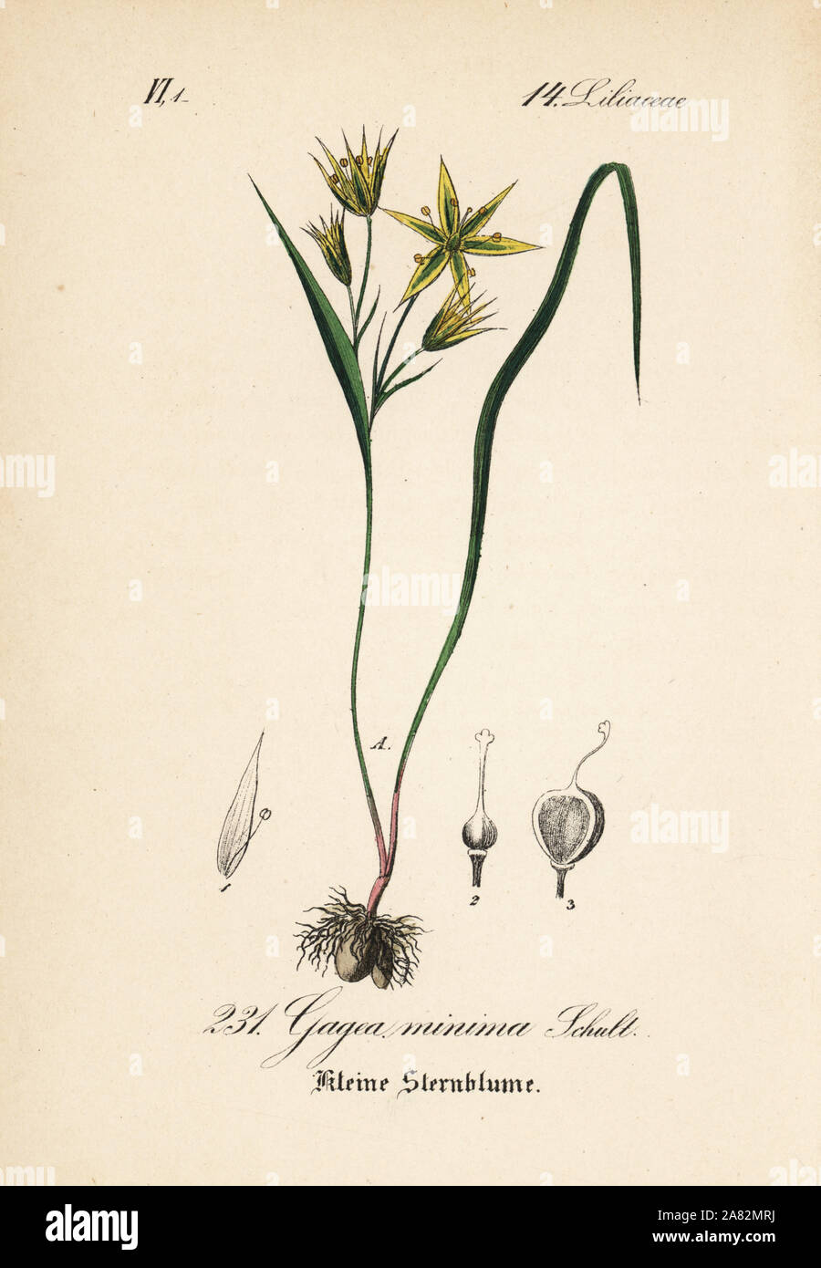 Gagea minima. Handcoloured lithograph from Diederich von Schlechtendal's German Flora (Flora von Deutschland), Jena, 1871. Stock Photo