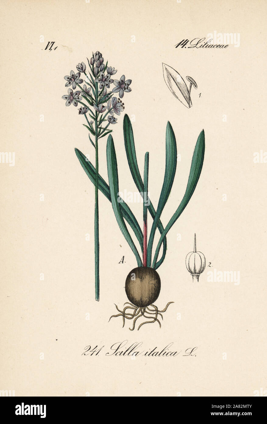 Italian bluebell, Hyacinthoides italica (Scilla italica). Handcoloured lithograph from Diederich von Schlechtendal's German Flora (Flora von Deutschland), Jena, 1871. Stock Photo