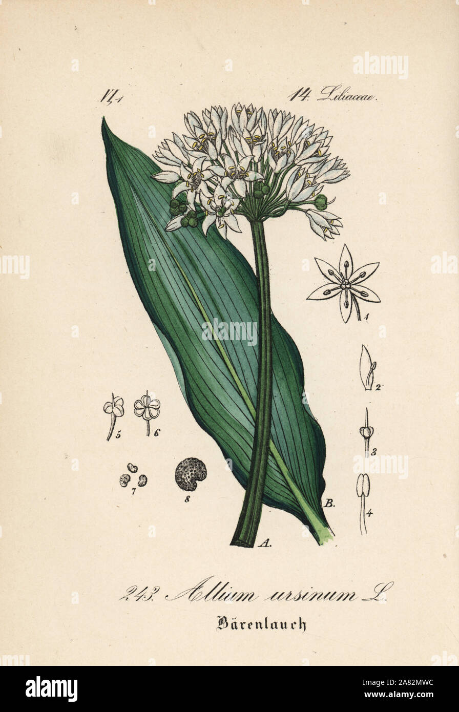 Ramsons, buckrams, or wild garlic, Allium ursinum. Handcoloured lithograph from Diederich von Schlechtendal's German Flora (Flora von Deutschland), Jena, 1871. Stock Photo