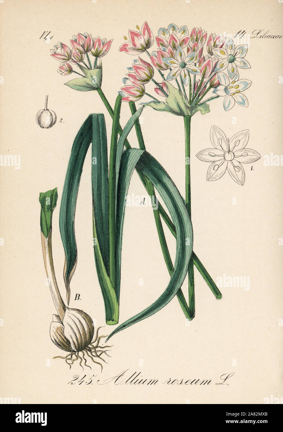 Rosy garlic, Allium roseum. Handcoloured lithograph from Diederich von Schlechtendal's German Flora (Flora von Deutschland), Jena, 1871. Stock Photo