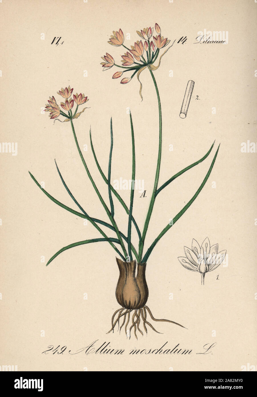 Allium moschatum. Handcoloured lithograph from Diederich von Schlechtendal's German Flora (Flora von Deutschland), Jena, 1871. Stock Photo