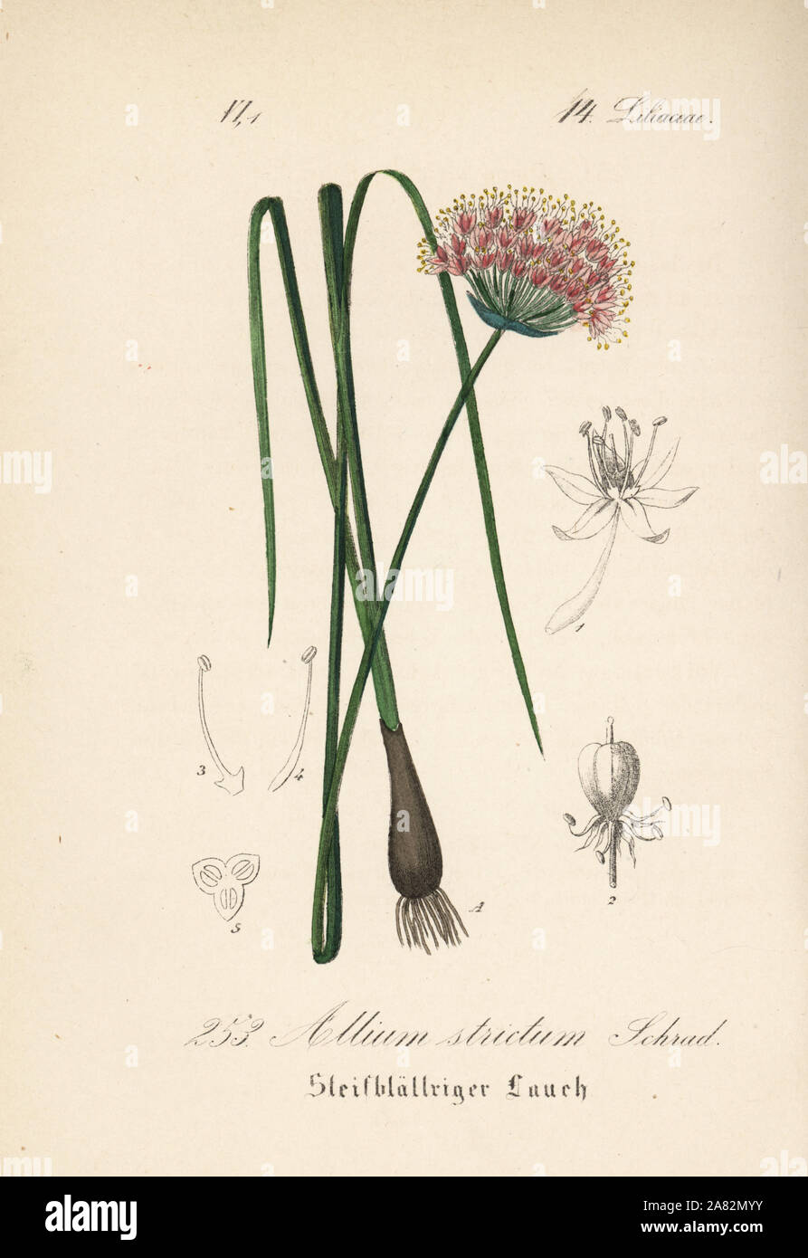 Allium strictum. Handcoloured lithograph from Diederich von Schlechtendal's German Flora (Flora von Deutschland), Jena, 1871. Stock Photo