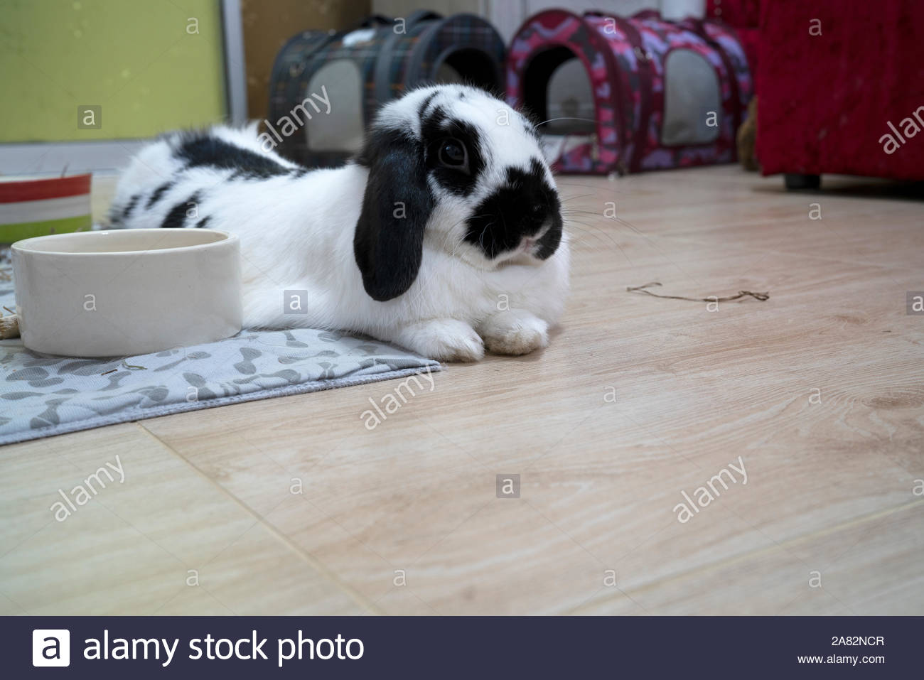 Holland Lop Rabbit Stock Photos & Holland Lop Rabbit Stock Images Alamy