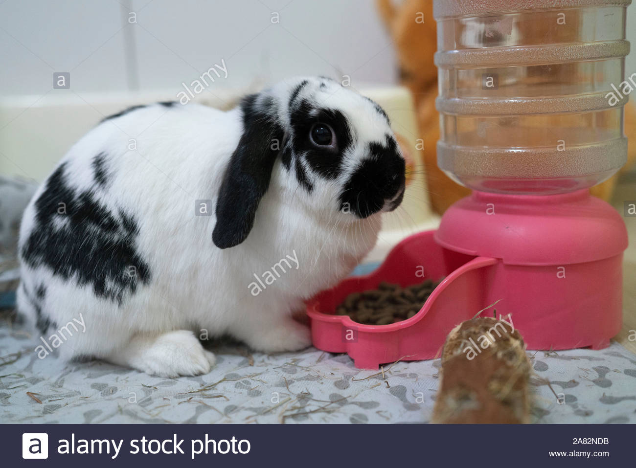 Holland Lop Rabbit Stock Photos & Holland Lop Rabbit Stock Images Alamy