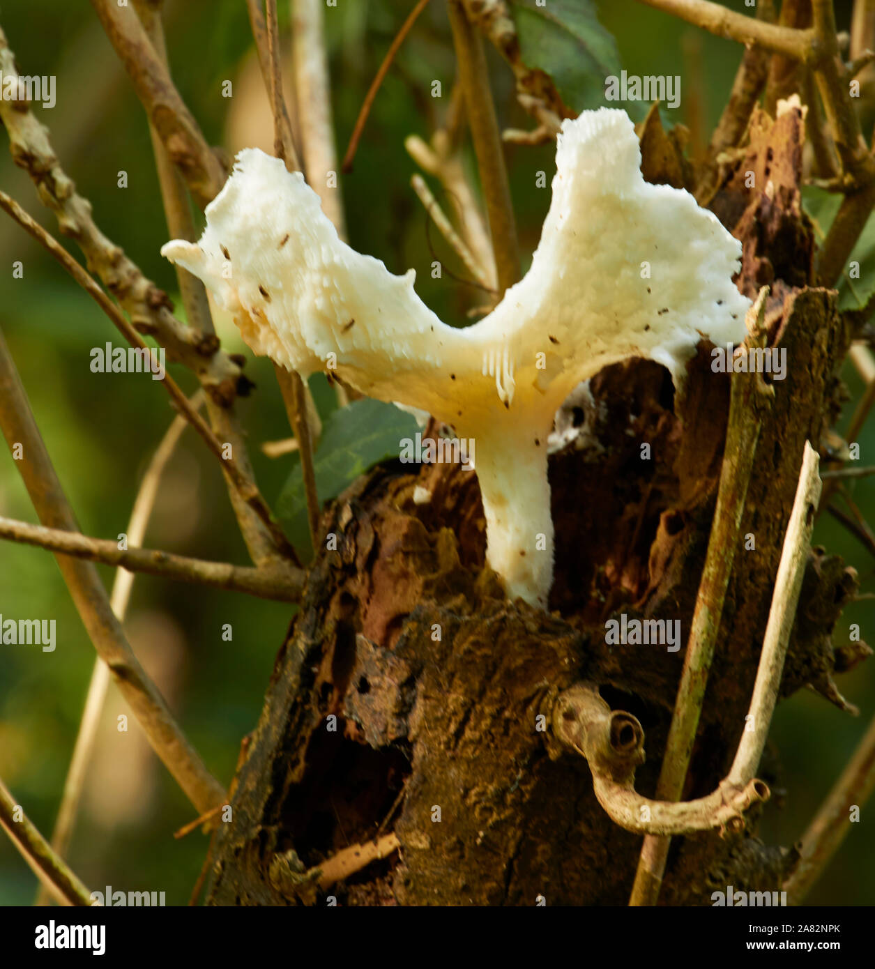 White fungi in spindly tree branches in autumn woodland setting, Surrey