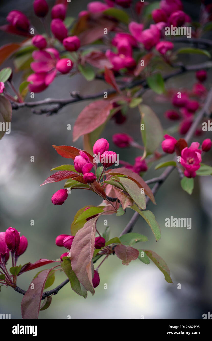 Halls crab apple blossoms, bloom in early spring on short, compact trees in North America USA Stock Photo