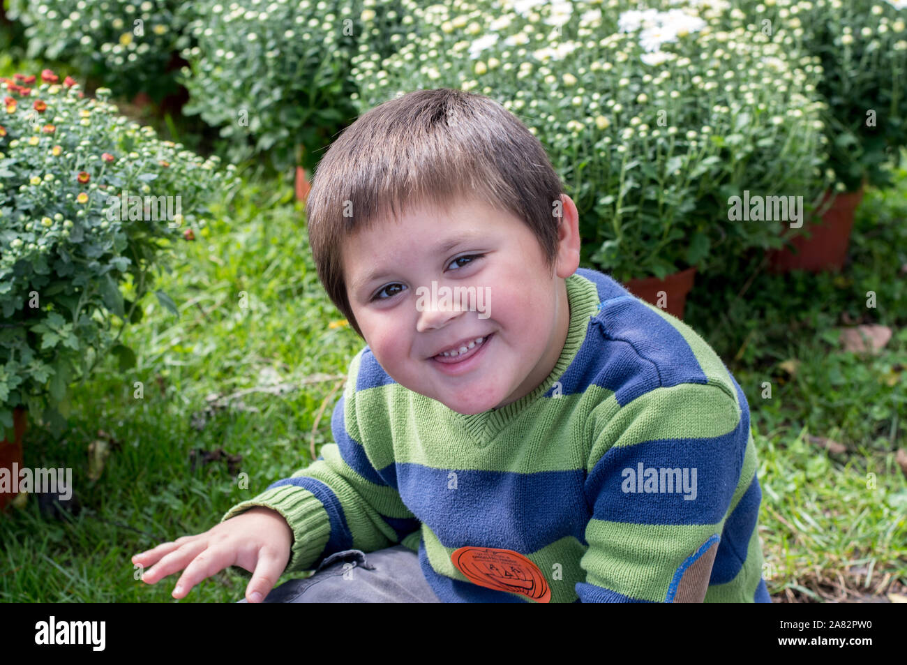 Cute little boy in a field of autumn chrysanthemums Stock Photo