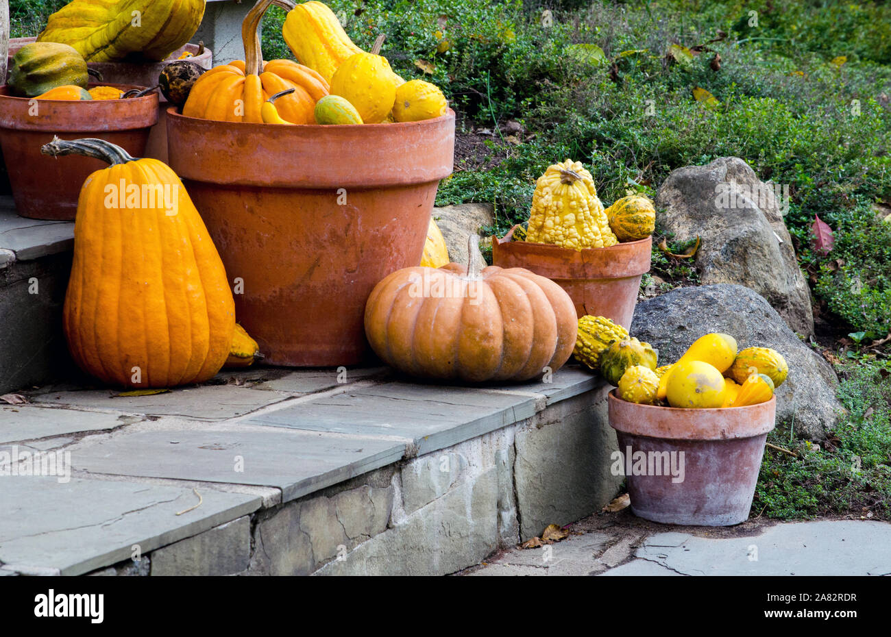 Decorative gourds in pots on stone stairs Stock Photo Alamy