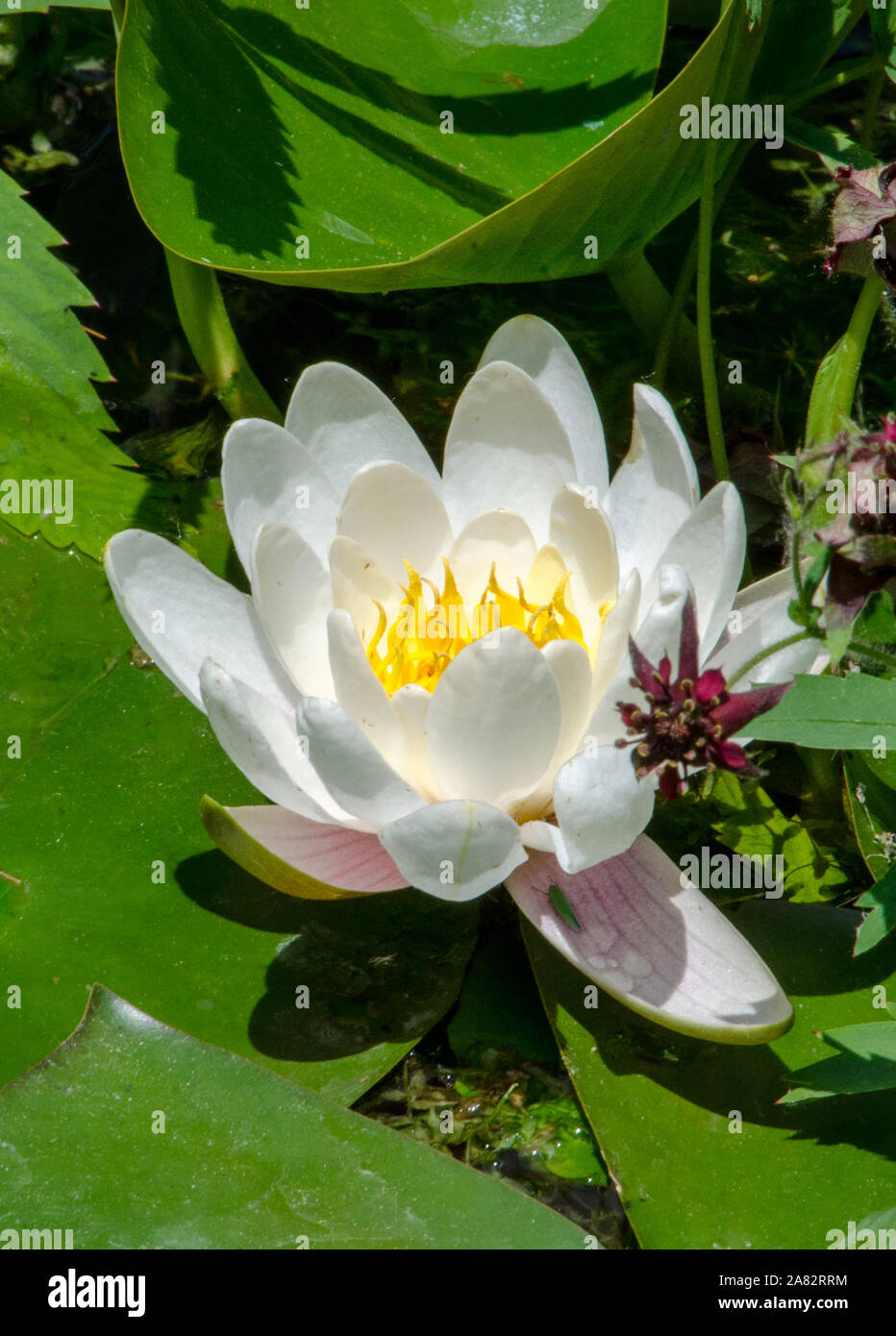 delicate white water lily in full bloom on a Michigan USA pond Stock Photo