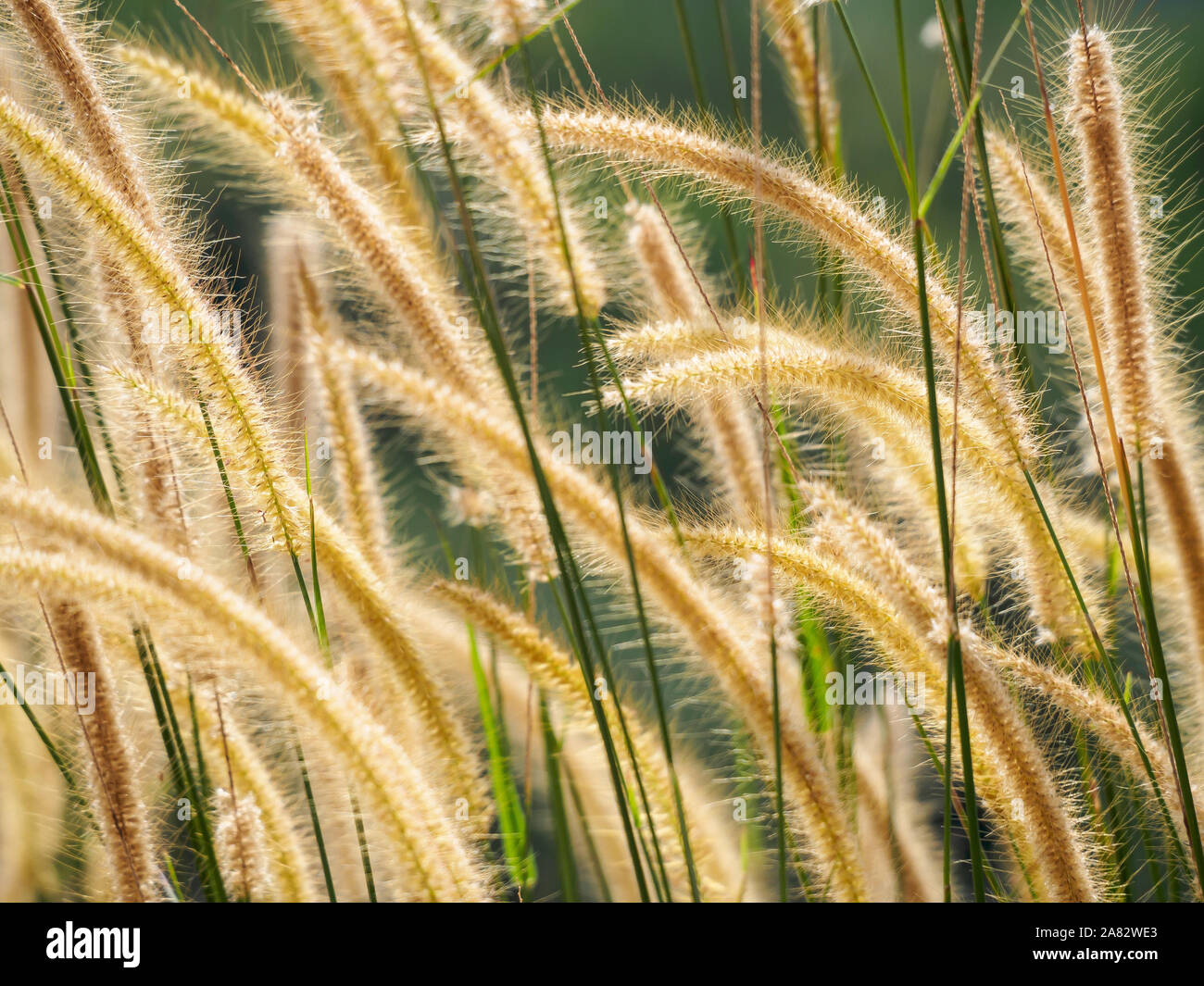 Elephant grass Stock Photo