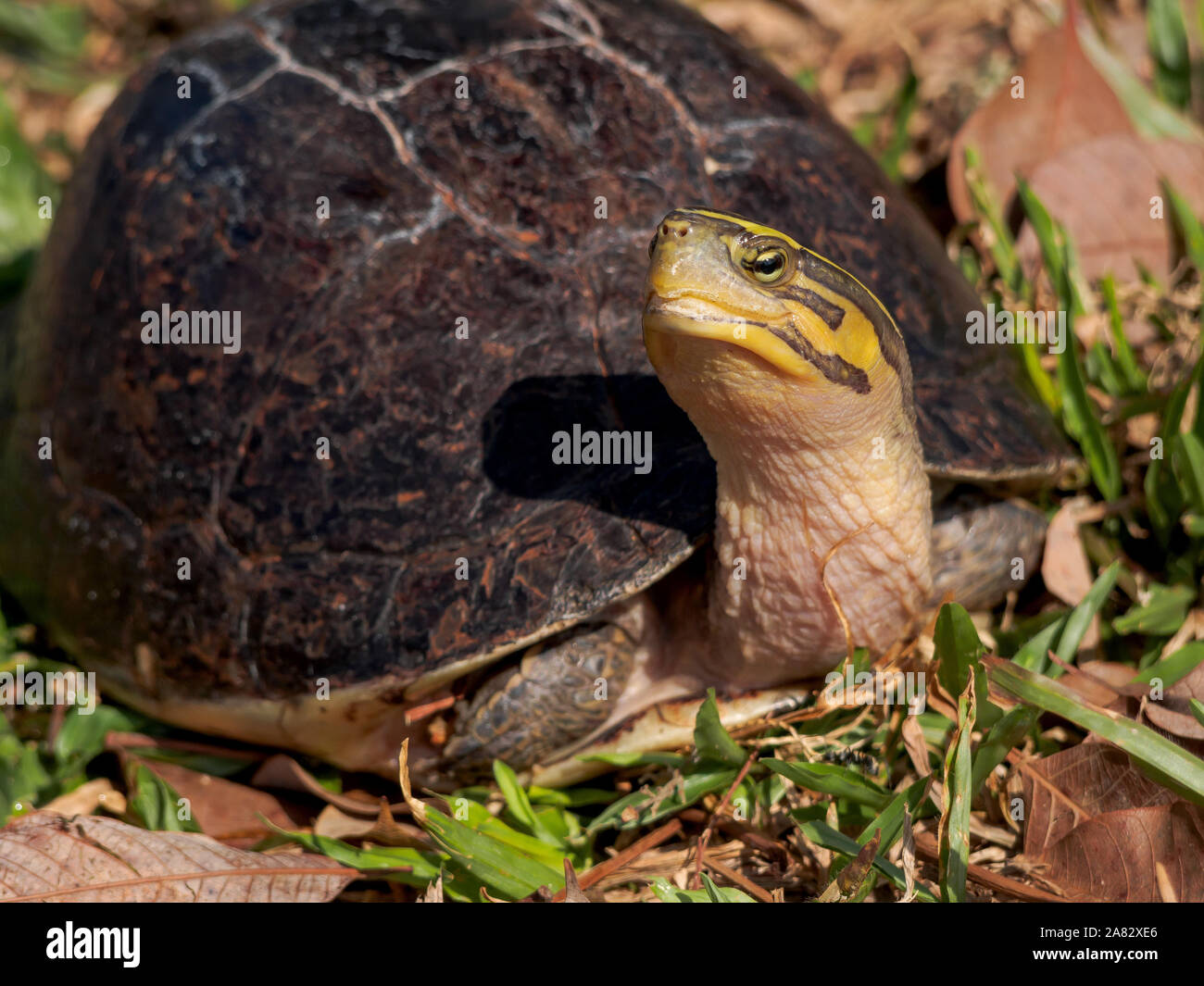 Malayan Box turtle Stock Photo Alamy