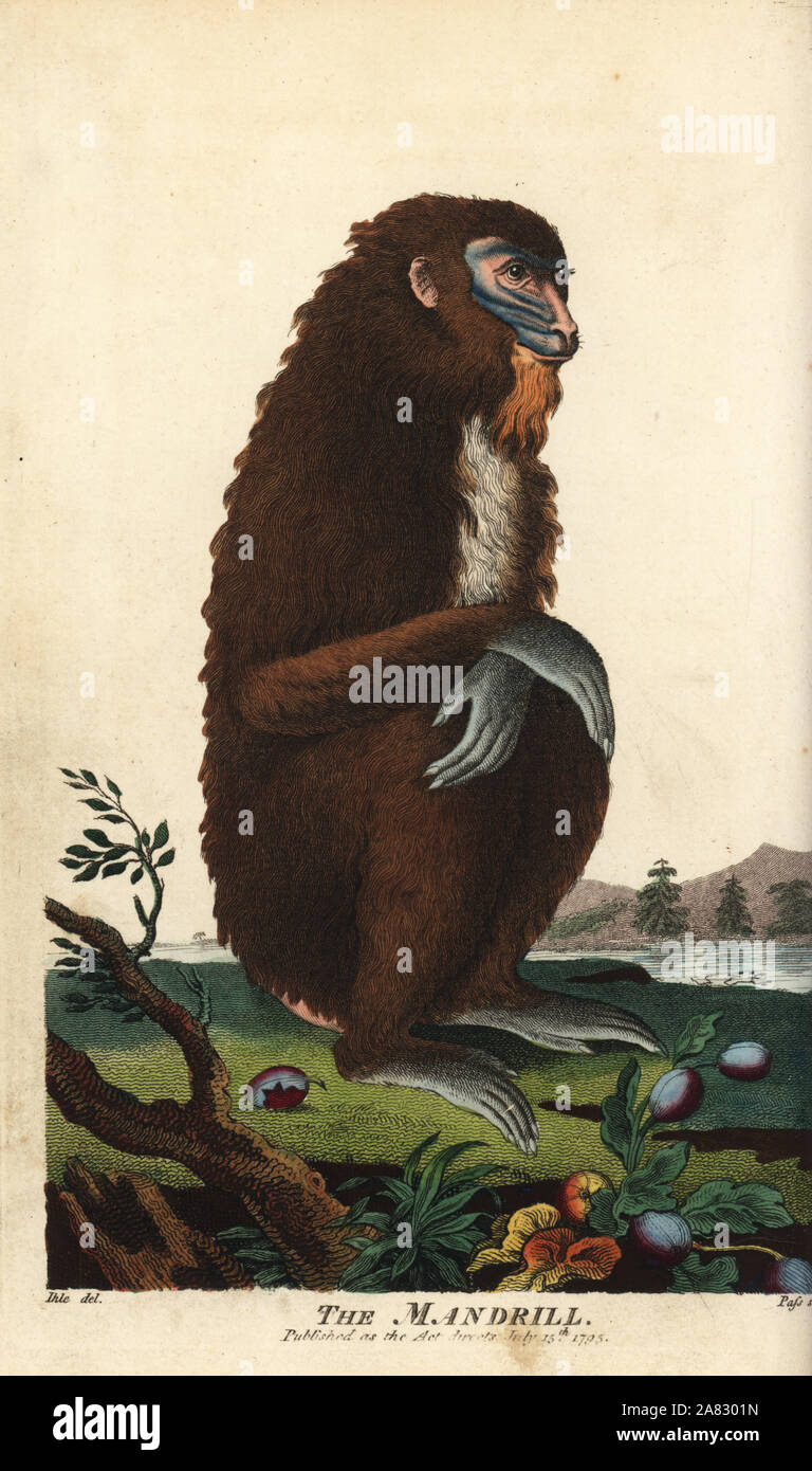 Mandrill, Mandrillus sphinx, female. Handcoloured copperplate engraving ...