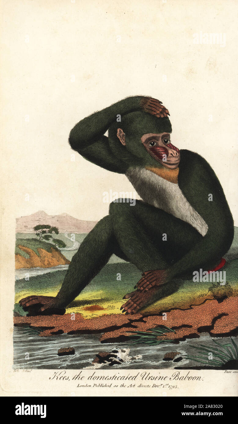 Kees, Le Vaillant's domesticated Ursine Baboon (chacma baboon, Papio ursinus). Handcoloured copperplate engraving by John Pass after an illustration by Johann Jakob Ihle from Ebenezer Sibly's Universal System of Natural History, London, 1795. Stock Photo