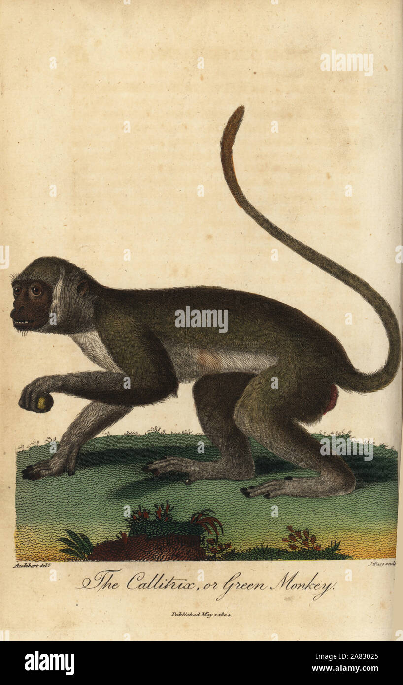 Green monkey, Chlorocebus sabaeus. Handcoloured copperplate engraving by John Pass after an illustration by Jean Baptiste Audebert from Ebenezer Sibly's Universal System of Natural History, London, 1804. Stock Photo