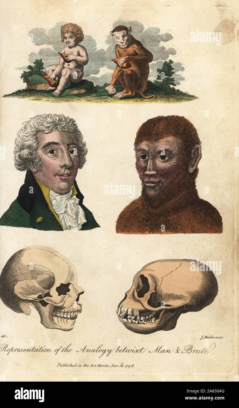 Representation of the analogy betwixt man and brute. Child and monkey with fruit, portrait of man and ape, skulls of man and ape. Handcoloured copperplate engraving by J. Barlow after an illustration by Johann Jakob Ihle from Ebenezer Sibly's Universal System of Natural History, London, 1795. Stock Photo