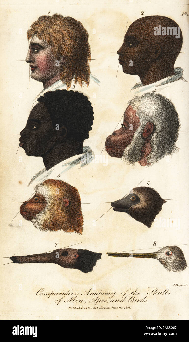 Comparative anatomy of the heads of men, apes and birds. Handcoloured