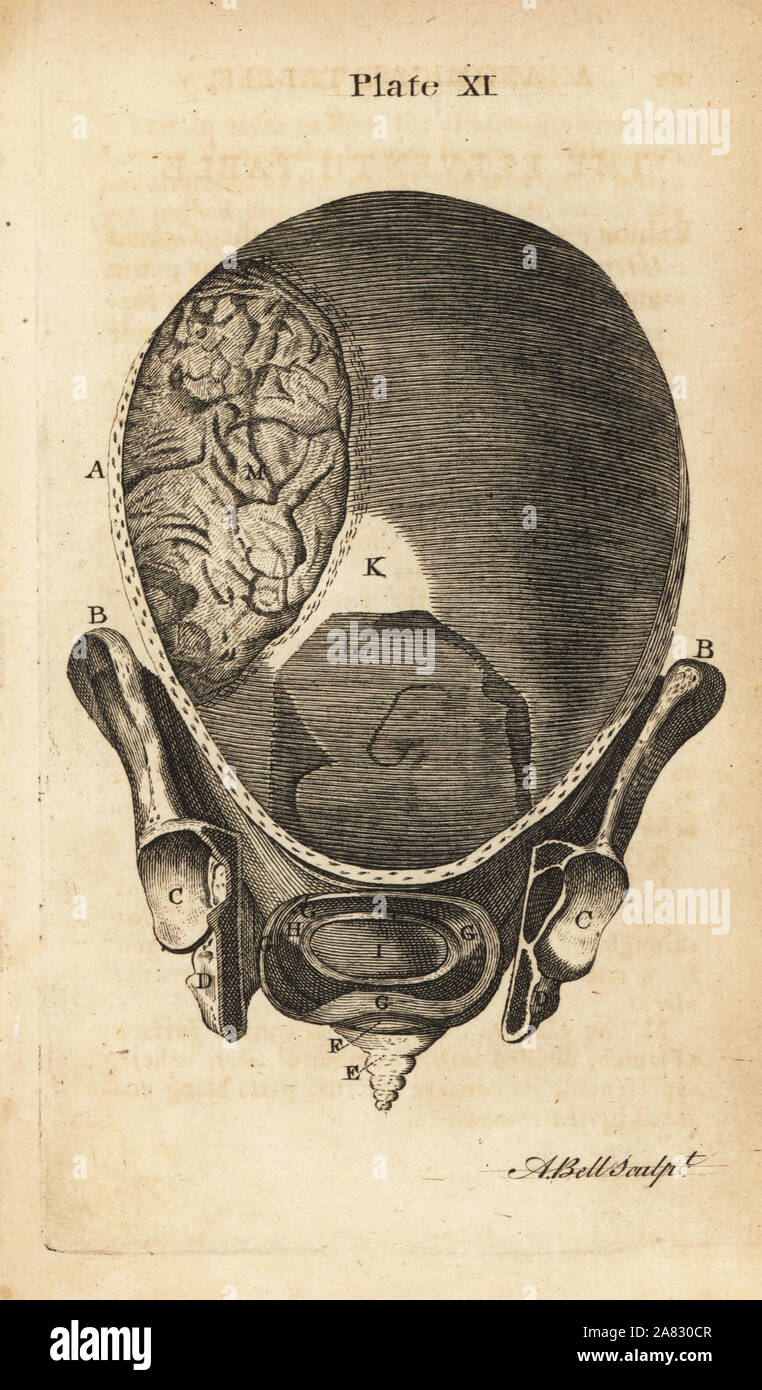 Front view of the gravid uterus at the start of labour. Copperplate engraving by Andrew Bell after an illustration by Jan van Rymsdyk from William Smellie's A Set of Anatomical Tables, Charles Elliot, Edinburgh, 1780. Stock Photo