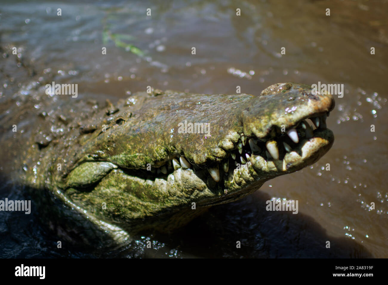 American Crocodile (Crocodylus acutus) in Tarcoles River, Costa Rica Stock Photo