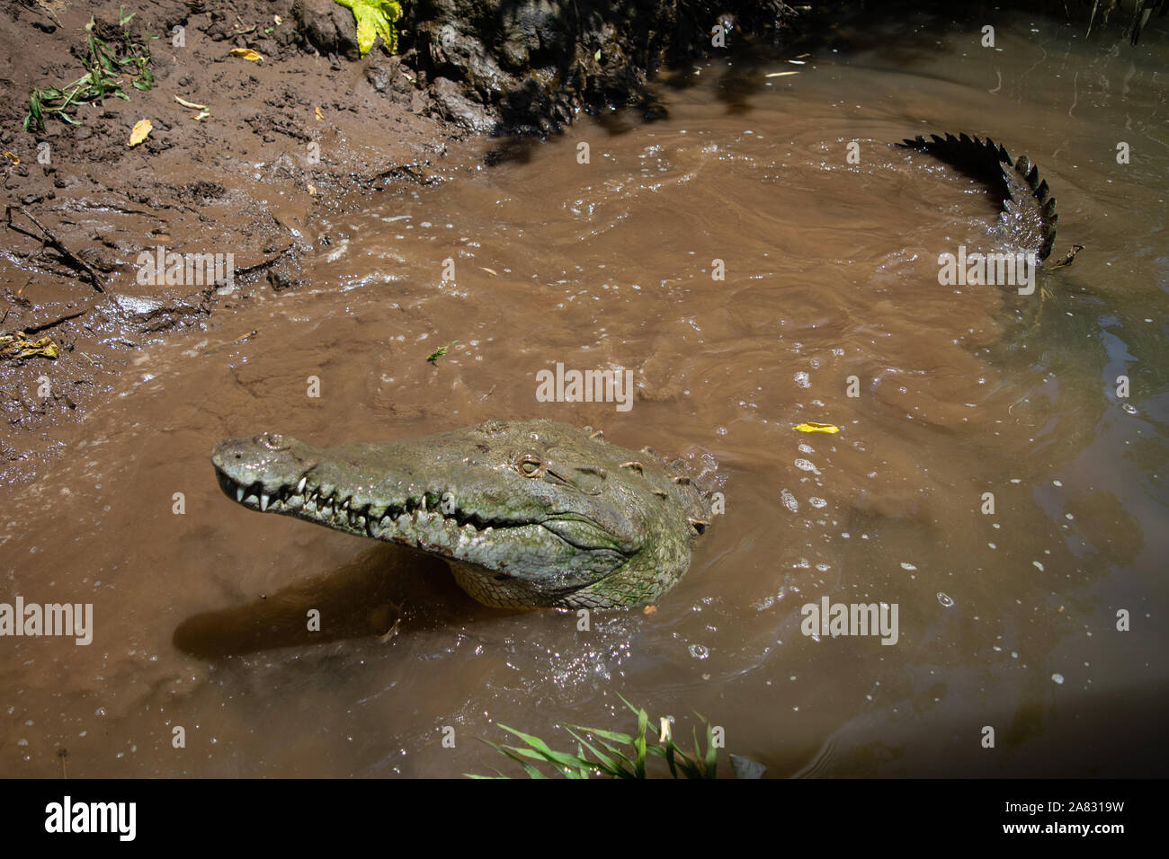 American Crocodile (Crocodylus acutus) in Tarcoles River, Costa Rica Stock Photo