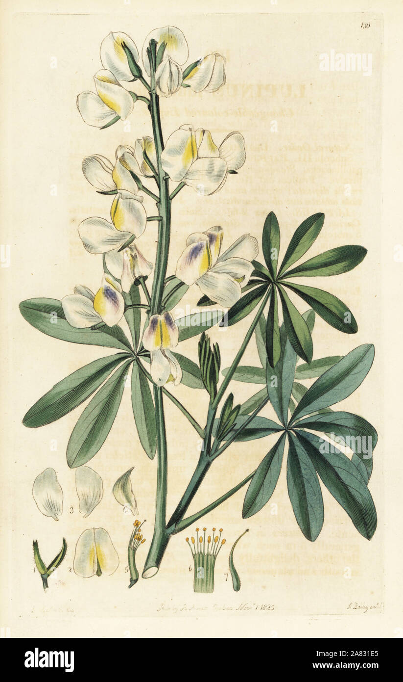 Changeable-coloured lupine, Lupinus mutabilis. Handcoloured copperplate engraving by Bailey after a botanical illustration by Edward Dalton Smith from Robert Sweet's The British Flower Garden, Ridgeway, London, 1825. Stock Photo