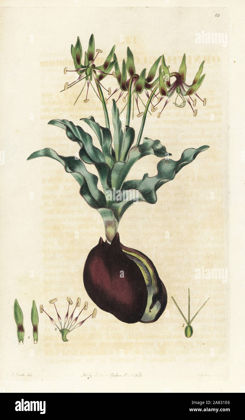 Wave-leaved bird's tongue, Ornithoglossum undulatum. Handcoloured copperplate engraving by Bailey after a botanical illustration by Edward Dalton Smith from Robert Sweet's The British Flower Garden, Ridgeway, London, 1825. Stock Photo